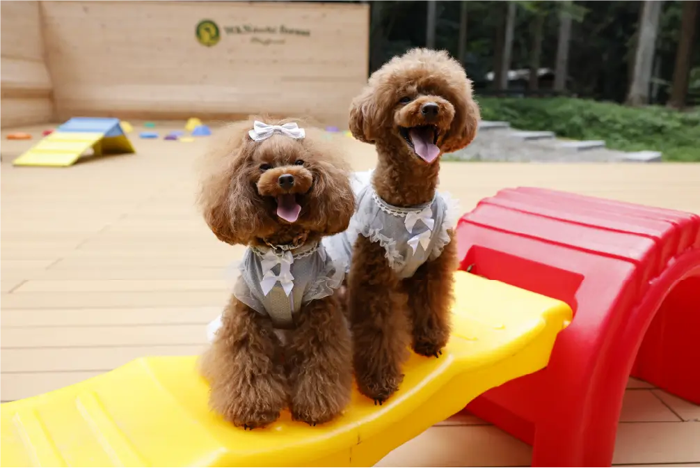 森と風に包まれて、ワンダフルフォレスト