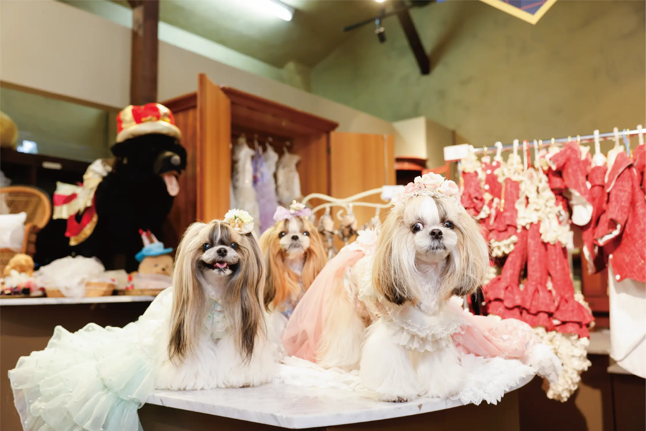 Pet Gallery 1