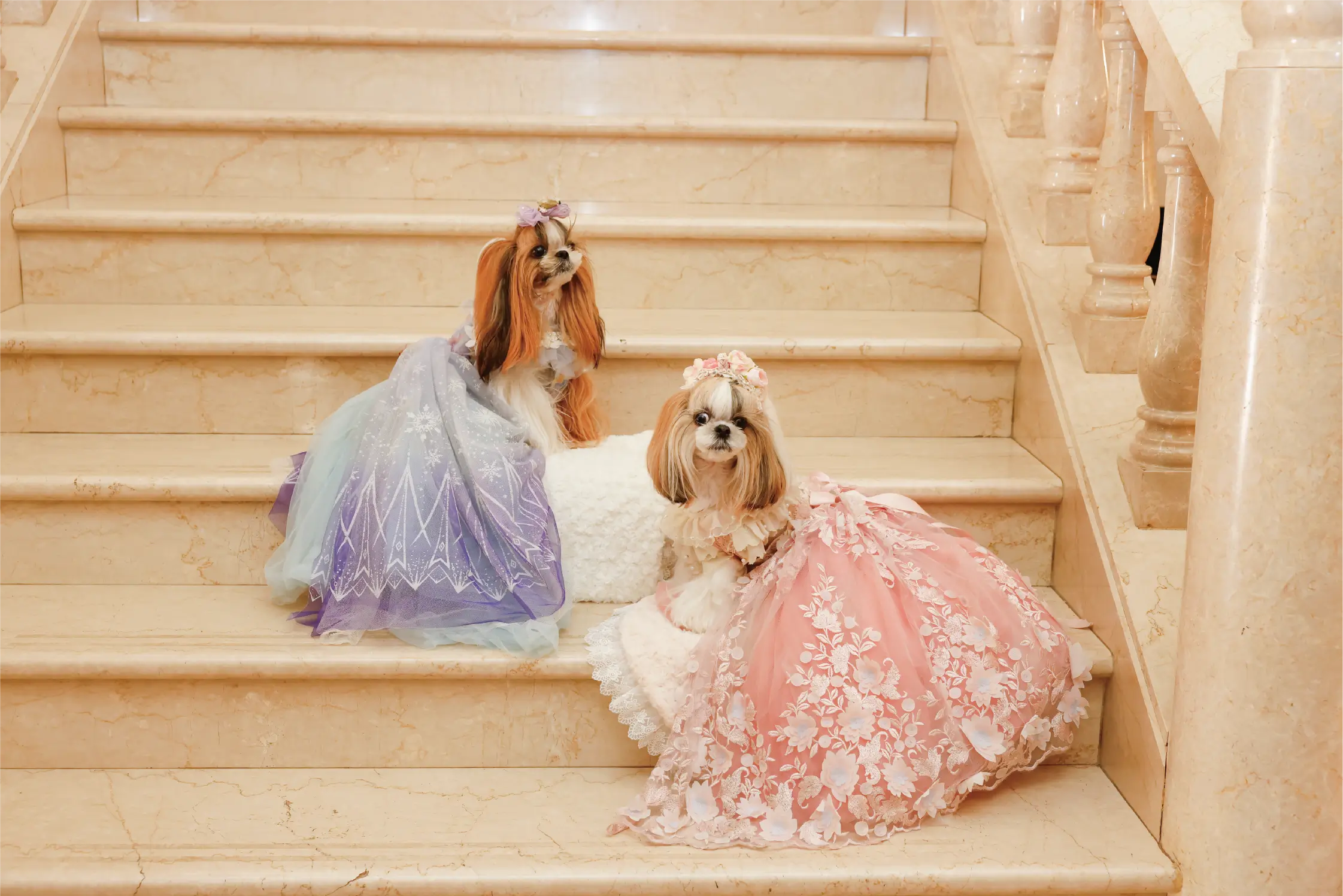 Pet Gallery 6