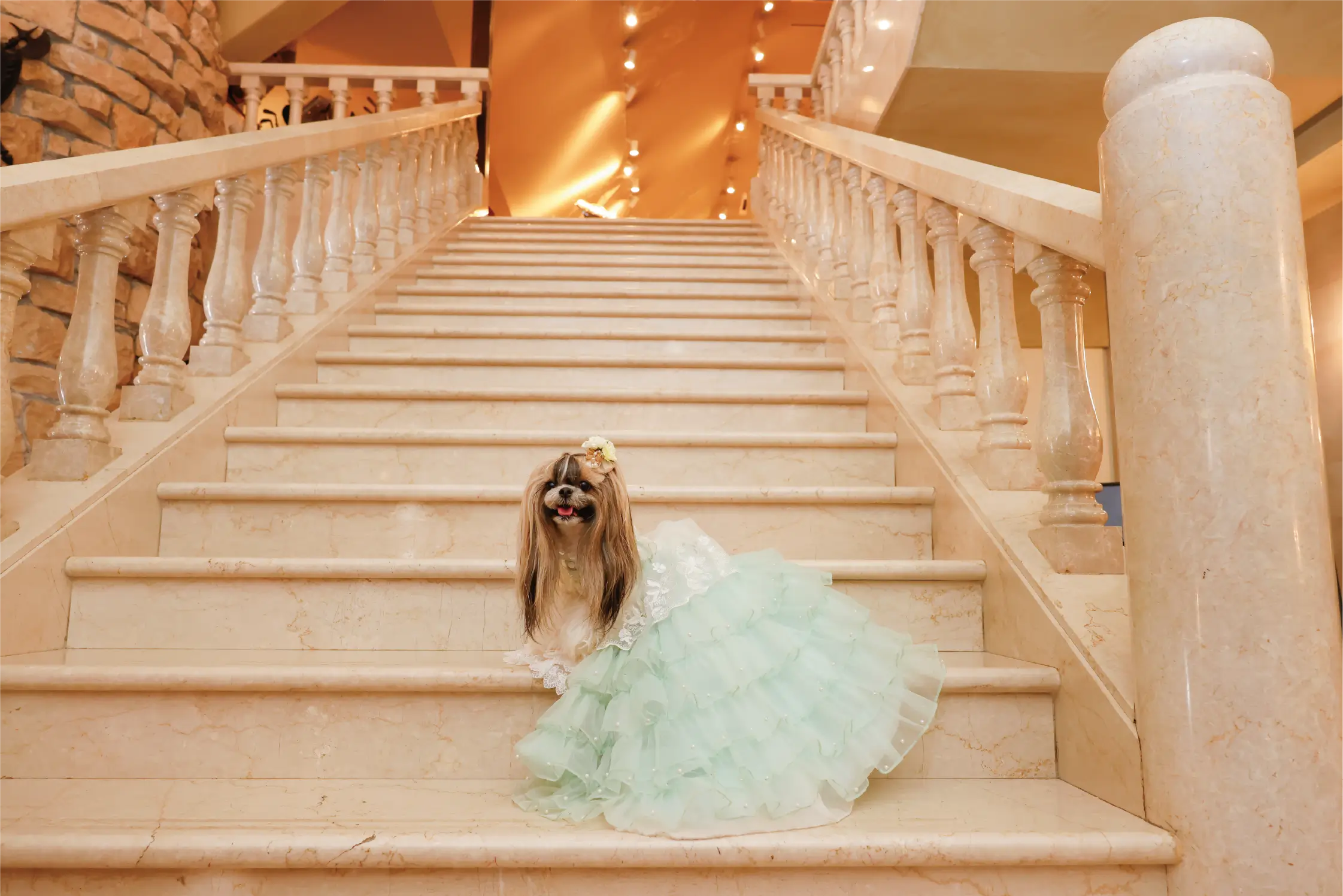 Pet Gallery 8