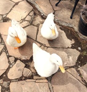 春のウイリアムズガーデンへようこそ！真っ白なアヒルちゃんたちがみなさまをお迎えします🦢✨