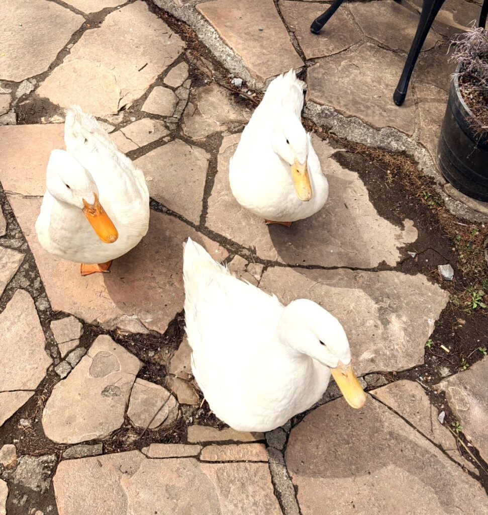 ロックハート城のウイリアムズガーデンにある石畳の上。3羽の真っ白なアヒルが仲良く歩いている様子。黄色いクチバシが特徴的で、愛らしい雰囲気。