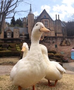 🏰【新着情報】お城の自由すぎる住人？ウイリアムズガーデンの人気者をご紹介🦢🌿