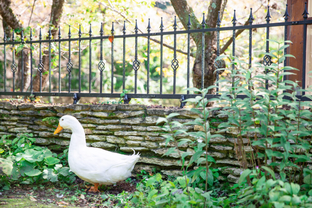 「石造りの低い壁の前に立つ白いアヒル。背景には黒いアイアンフェンスと春の柔らかな緑が広がっています。」