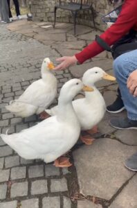石畳の広場で来場者と触れ合う3羽の白いアヒル