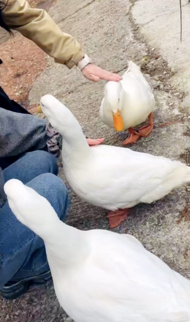 観光施設で座っている女性に撫でられて懐いている3羽の白いアヒル。動物とのふれあい体験の様子。