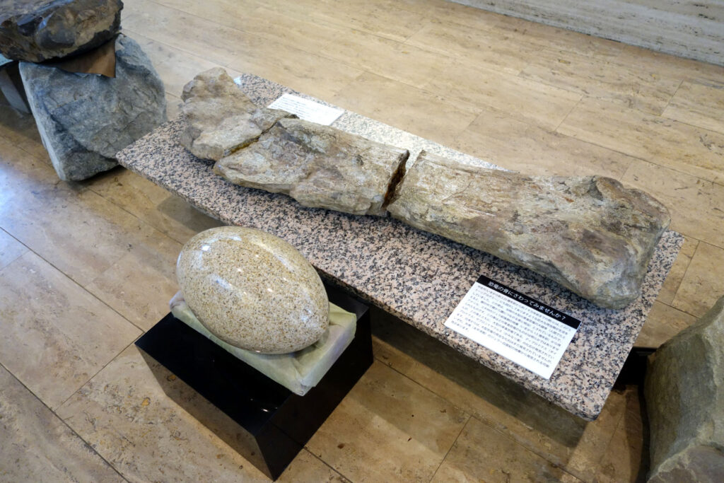 ロックハート城のストーンアカデミーに展示されている本物の恐竜の骨の化石と卵の模型。