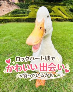 ロックハート城の芝生広場で、カメラに近づくかわいい白いアヒル。思わず笑顔になる癒やしのワンシーン。